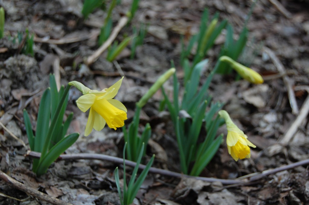 Narcissus 'Baby Moon'.