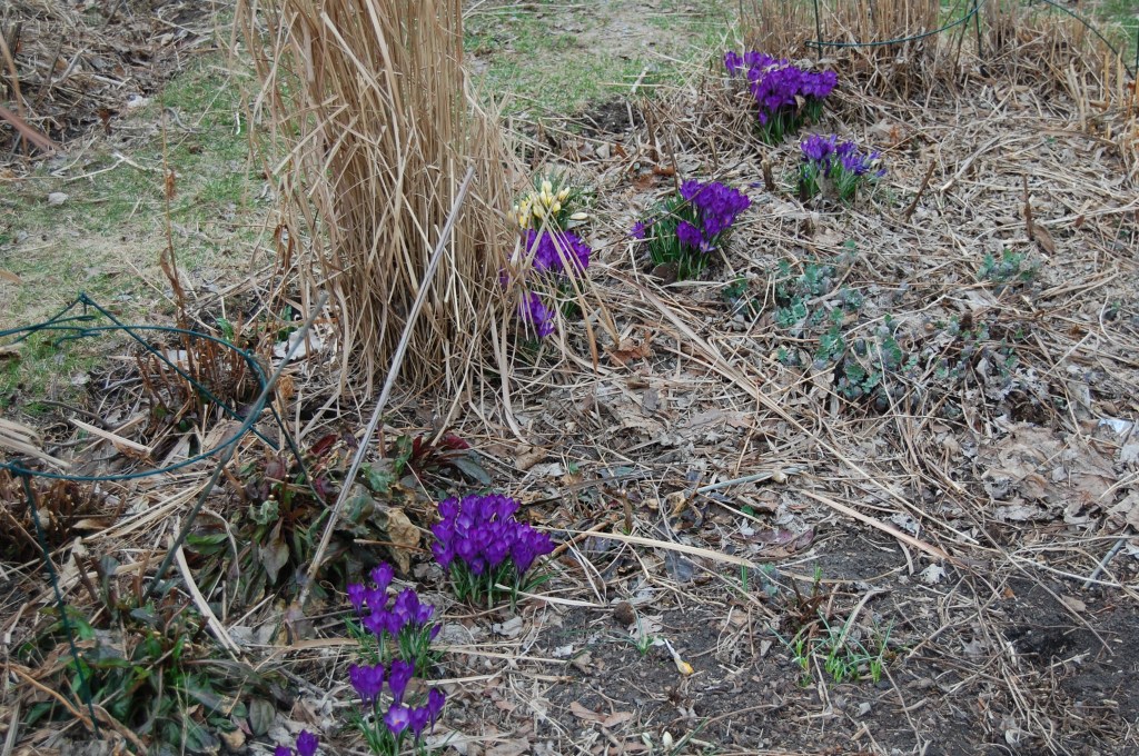 Crocus clumps scattered along the sidewalk border.