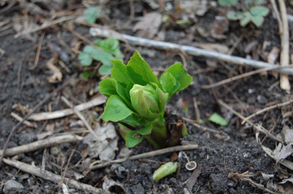 Young hellebore with flower bud.