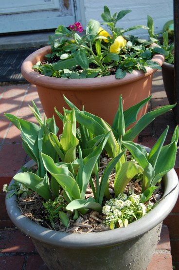 Emerging foliage of container tulips.