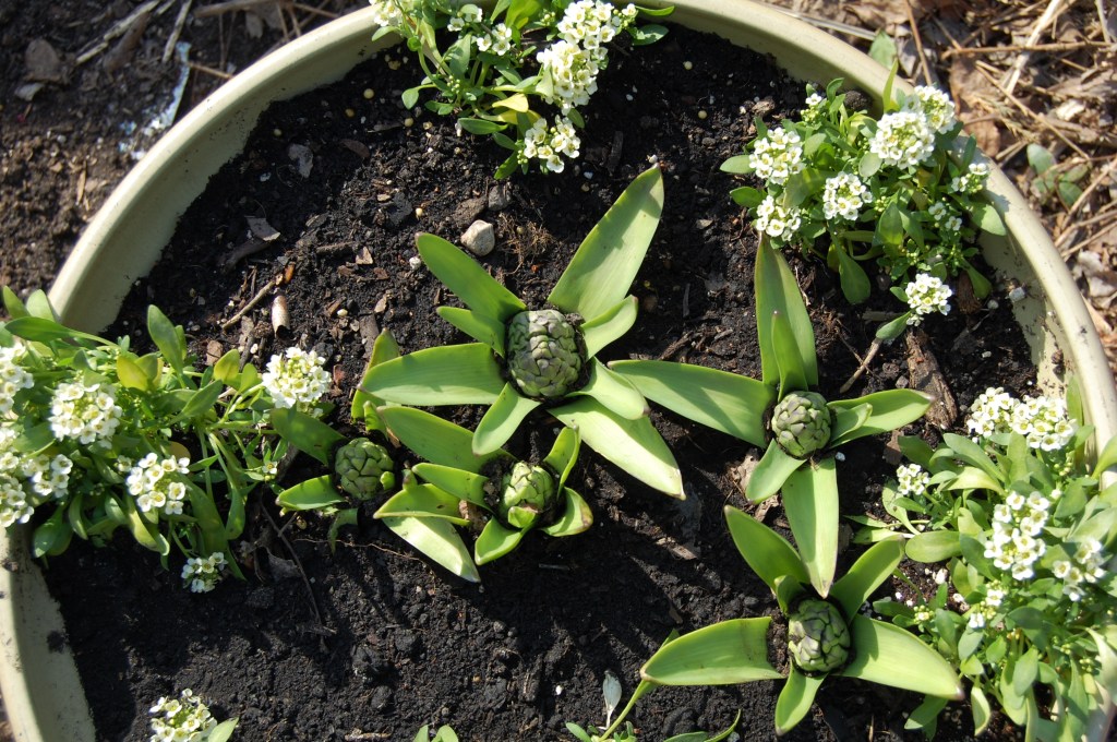 Hyacinths coming up.