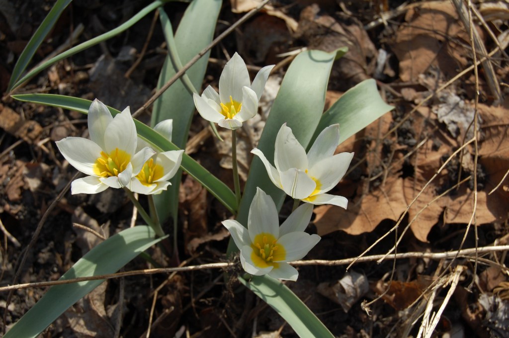 Tulipa biflora