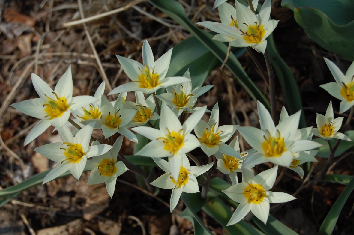 2014-04-20 17.10.00 Tulipa turkestanica