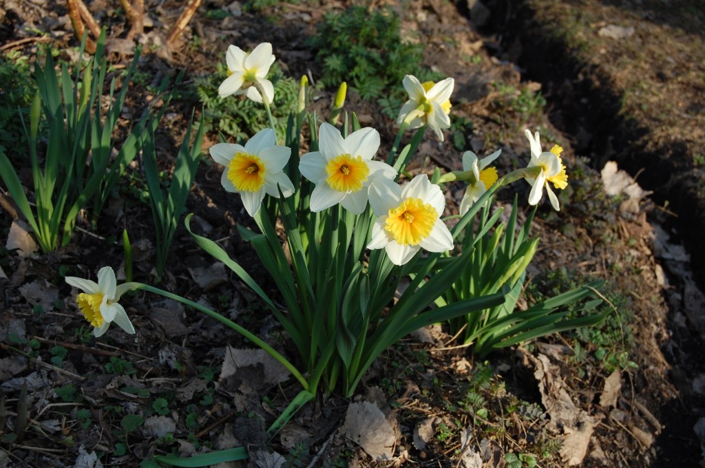 Bicolored daffodils, variety unknown.