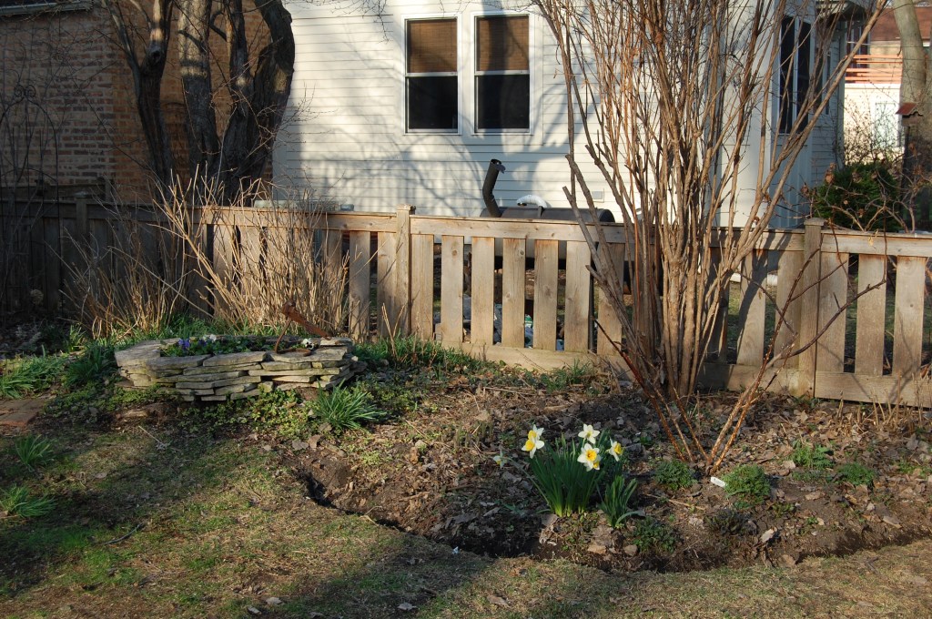 Southeast corner of the back garden, with Deutzia and 'Sally Holmes' rose not yet leafing out. It's hard to see, but Jacobs ladder and merrybells are coming up.