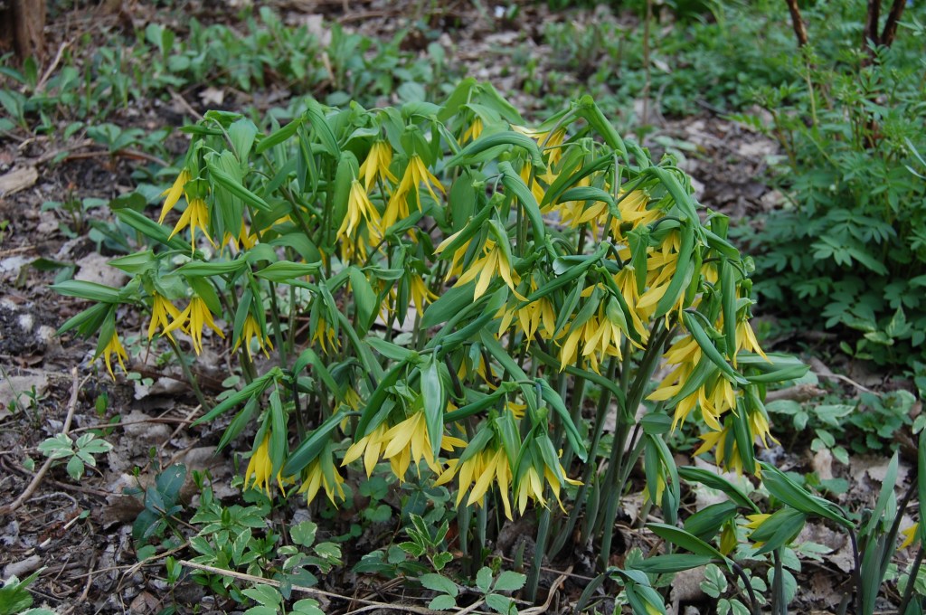 Great Merrybells is a fine spring wildflower native to North America - and no pushover.