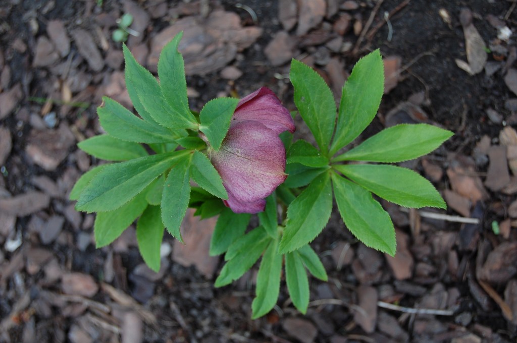 Hellebores in May?