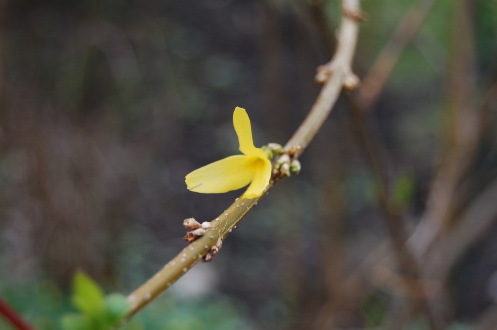 A lonely forsythia bloom.