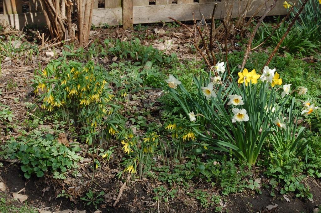 Great merrybells with Narcissi.