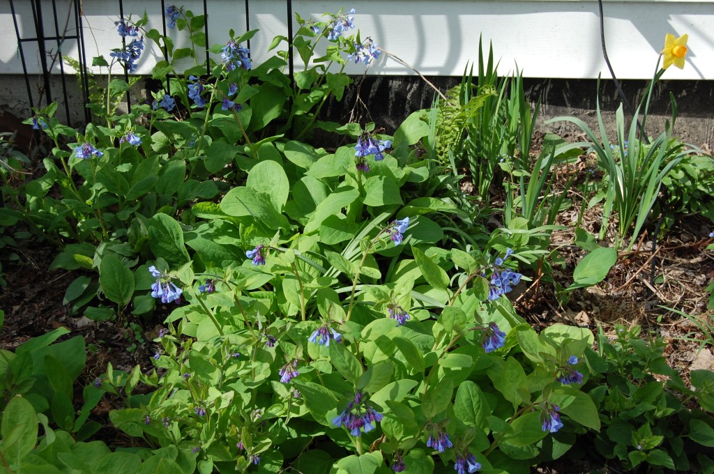 Virginia bluebells are blooming in warmer or sheltered spots, such as here behind the back porch.