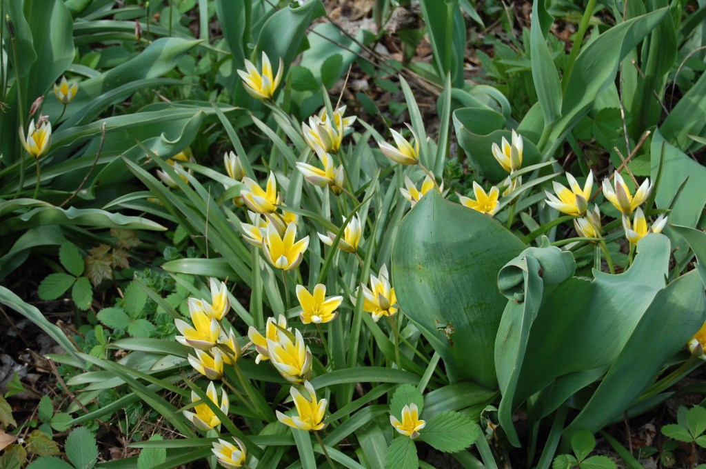 The early species tulips are past their prime, but the later-season ones, like these Tulipa tarda, are reaching their peak.