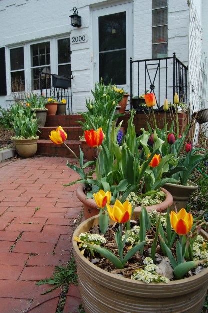 The early hybrid tulips in containers have begun blooming. In front is