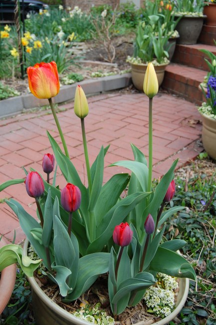 'Couleur Cardinal' with 'Flair'