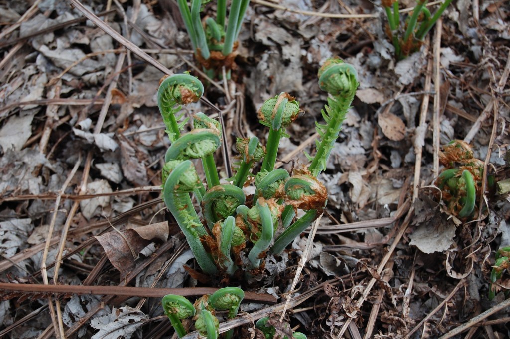 Ostrich fern fiddleheads.