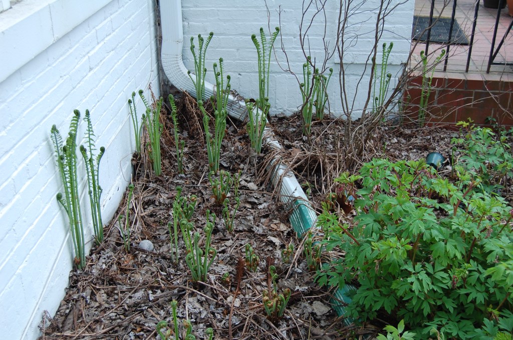 A foundation planting of ostrich ferns along the front of the house.