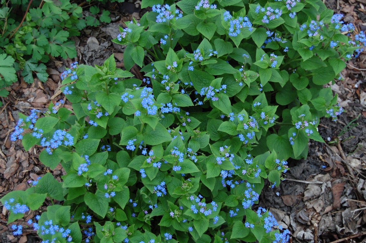 2014-05-03 16.58.11 Brunnera false forget me not