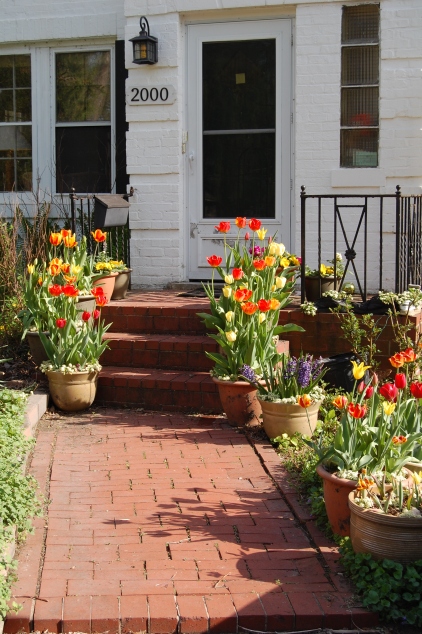 Container tulips line the walk to the front door.