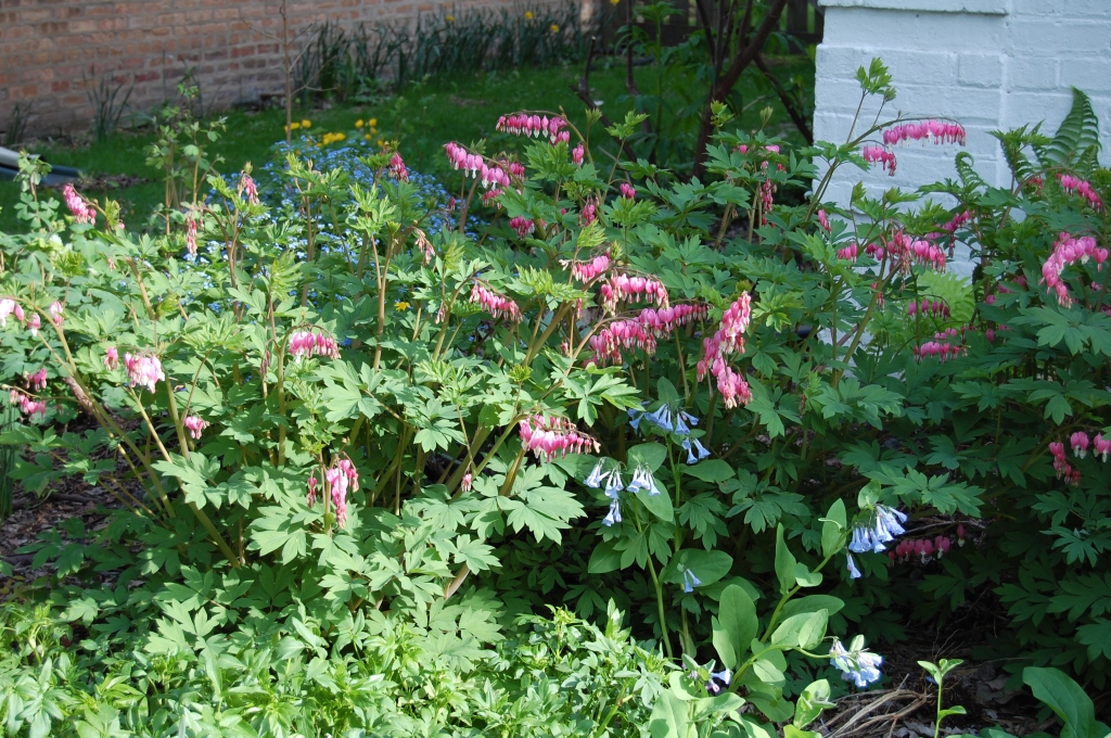 Bleeding hearts in the front foundation bed.