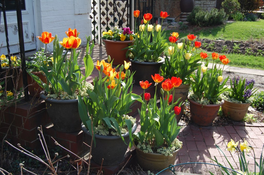 Container tulips on the front steps.