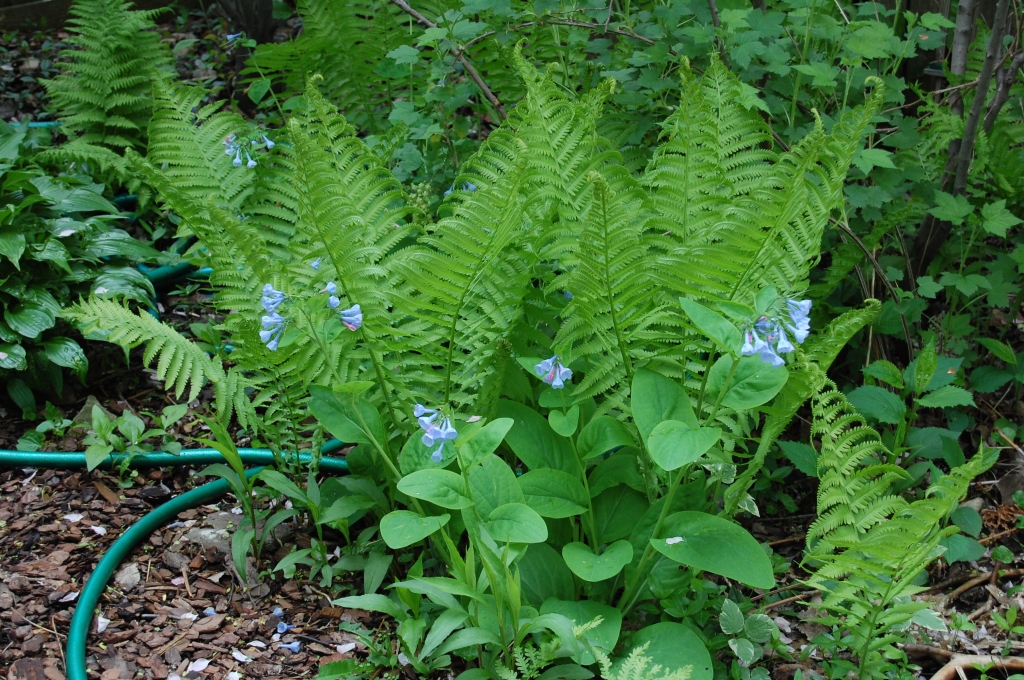 Unknown fern with Virginia bluebells.