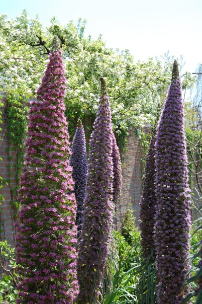 Tower of Jewels (Echium wildpretii) outside the English Walled Garden.