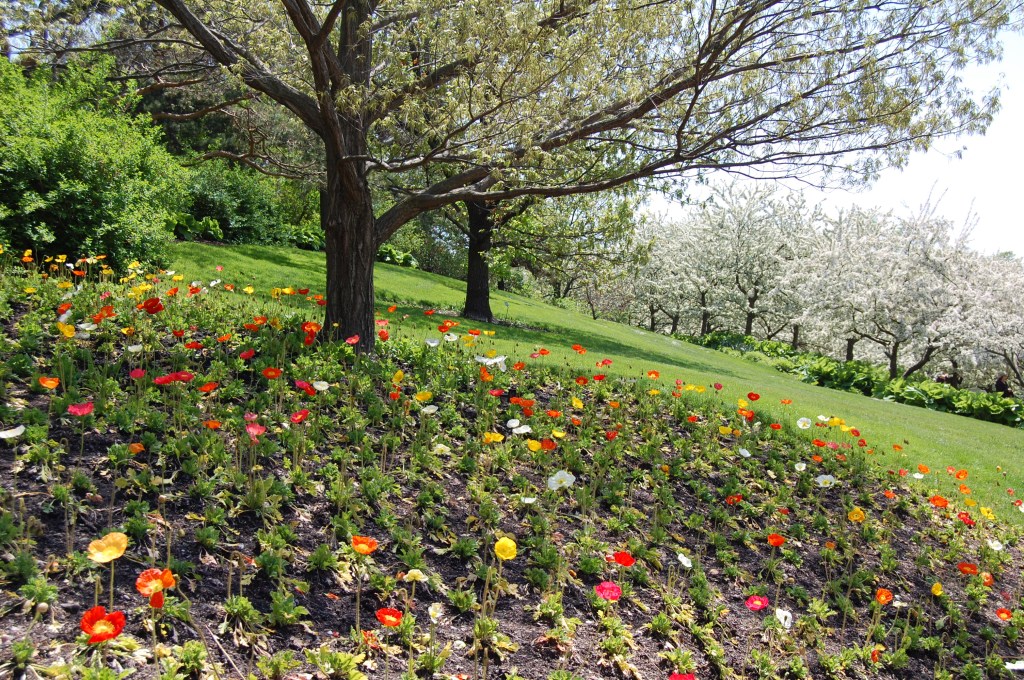 Iceland poppies newly planted on a hillside.