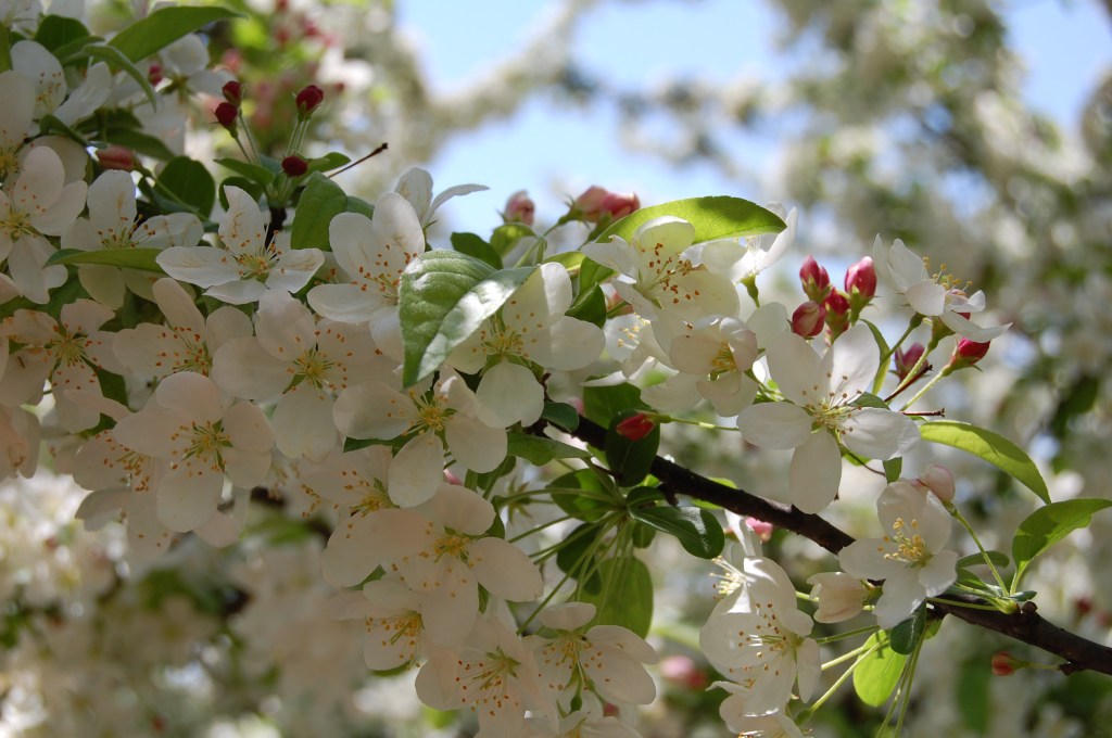 Crabapple blossoms at the Chicago Botanic Garden