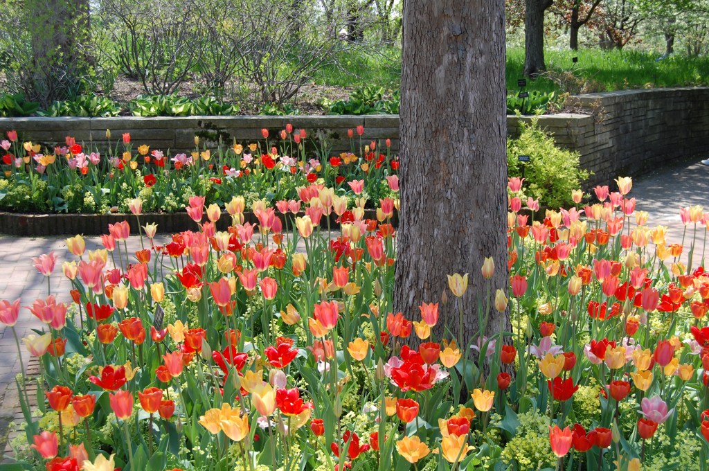 Late tulips glowing in the afternoon sun.