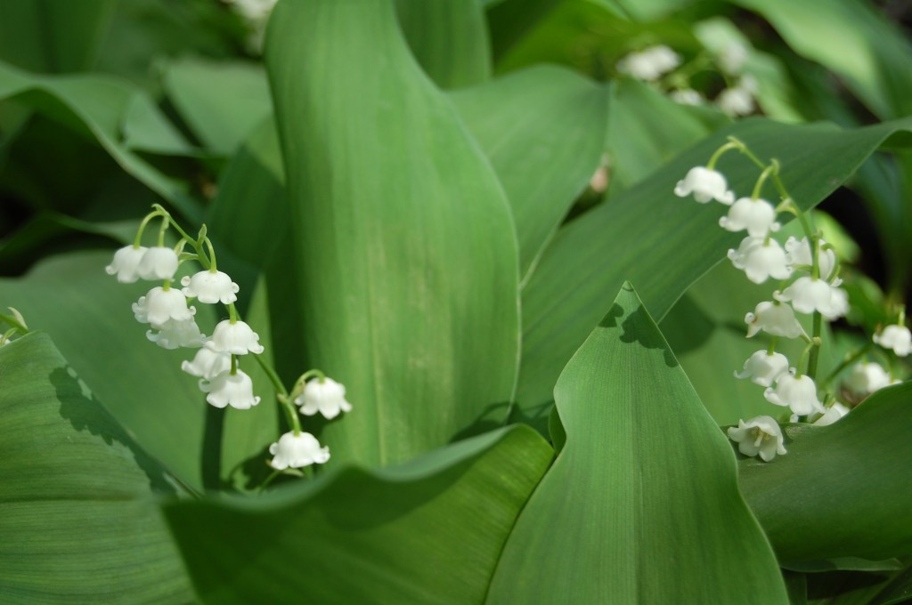 Lily of the valley