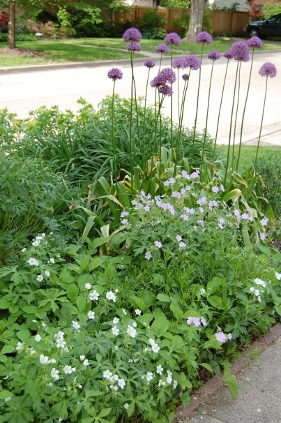 Allium 'Globemaster' with wild geranium in front.