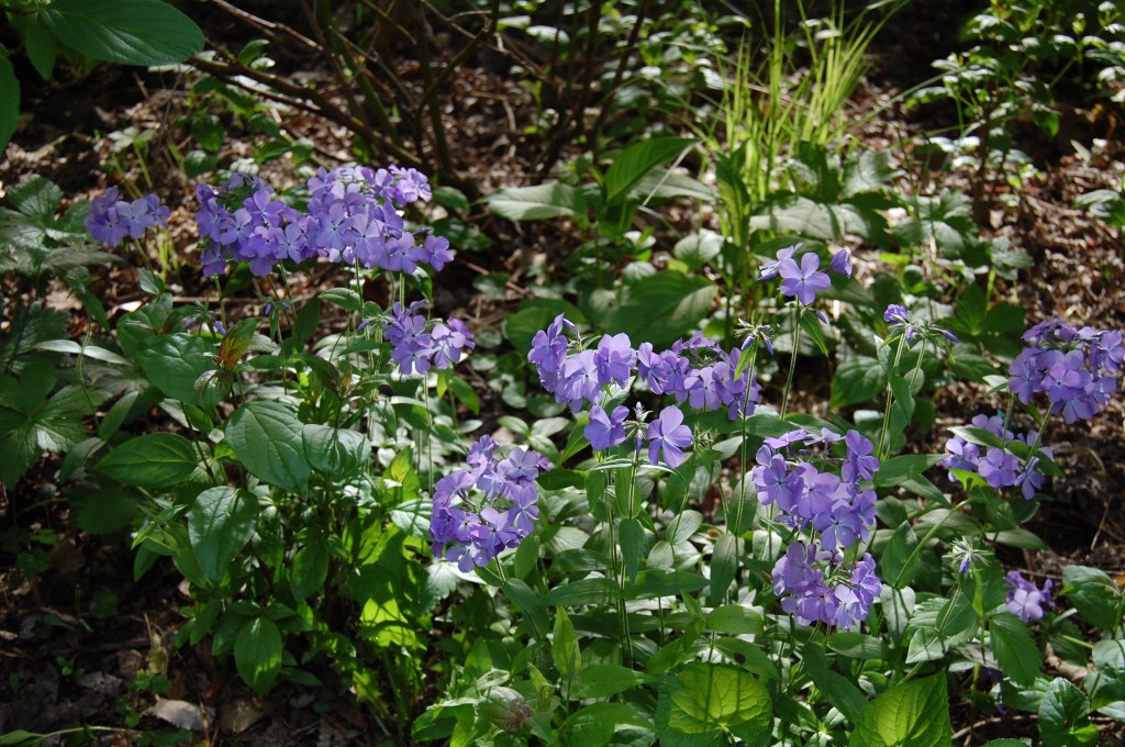 Woodland phlox in the west border.