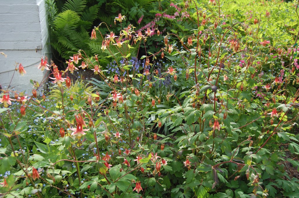 Wild columbine in the west border.