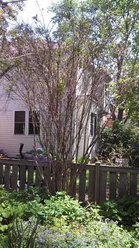 Our poor sickly Deutzia.