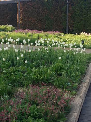 Prairie smoke with tulips in the background.