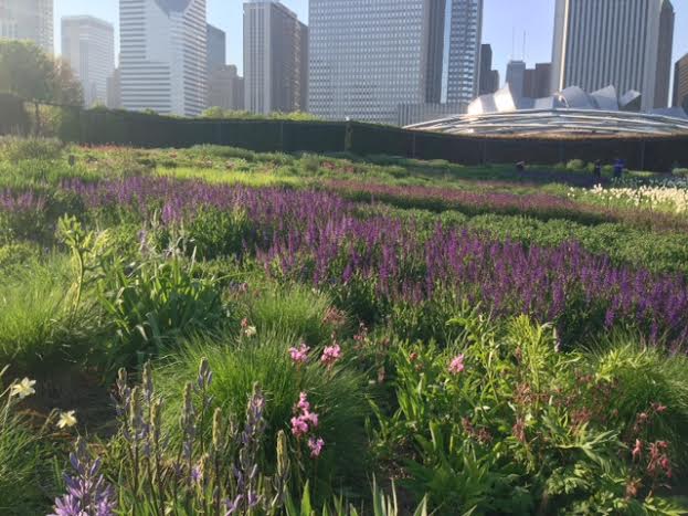 Lurie Garden's river of salvia starts to flow.