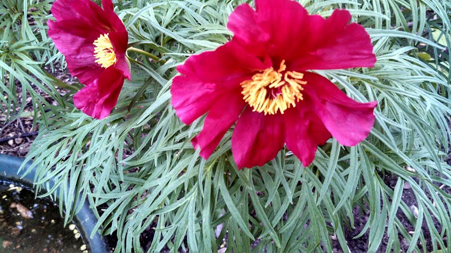 Peony 'America'