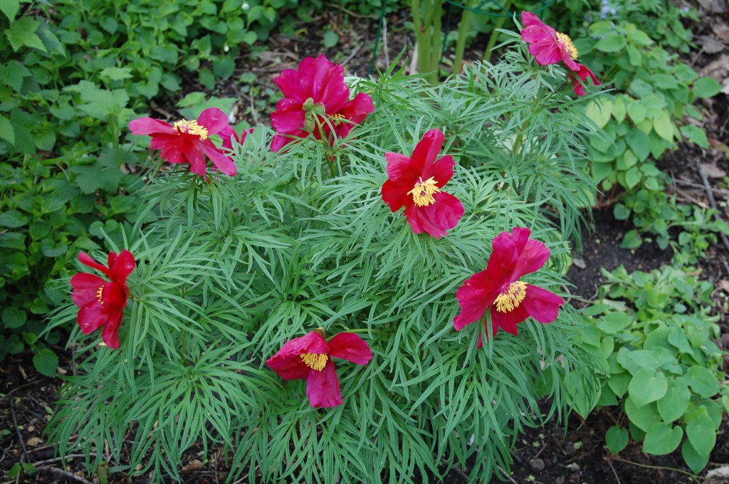Peony anomala. Looks a lot like 'America' except for the foliage and the fact that it's an early bloomer.