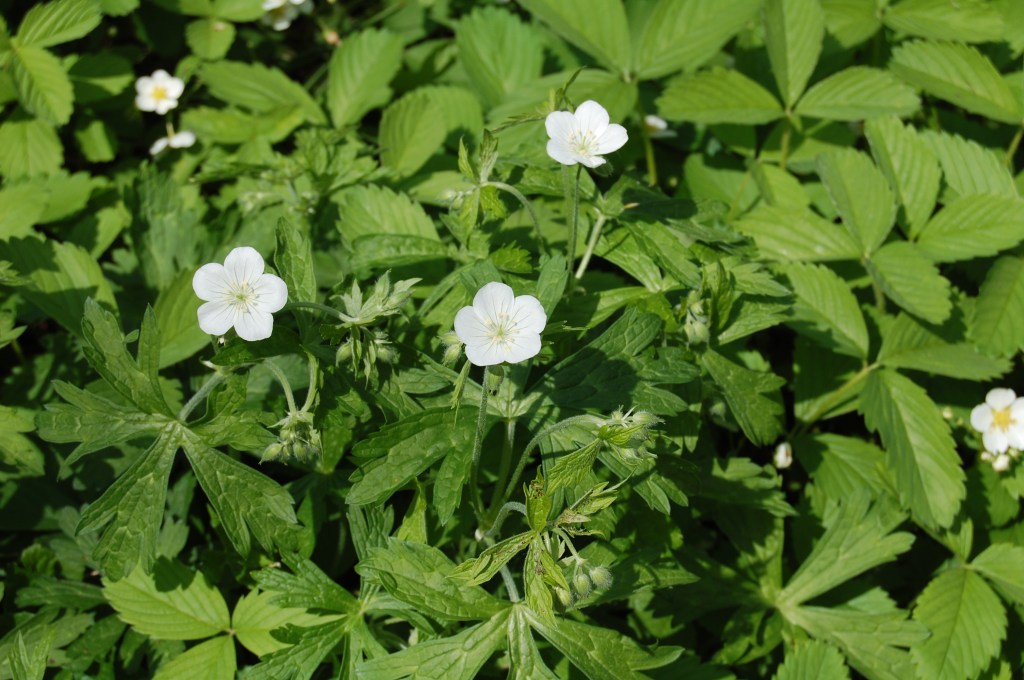 Wild geraniums with wild strawberry.