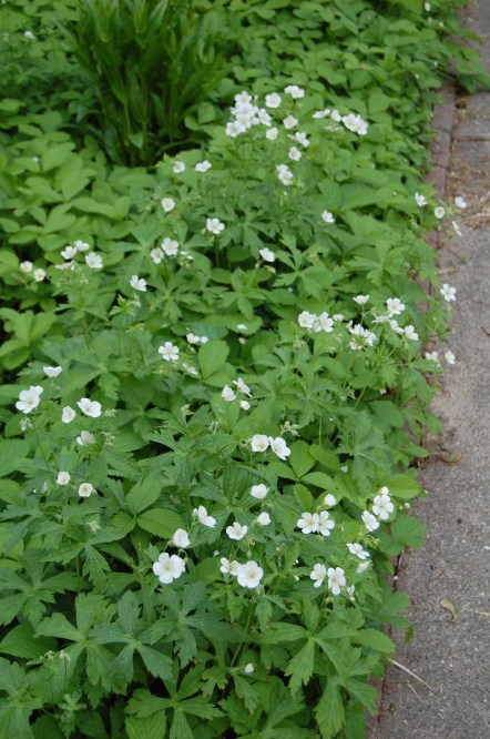 Wild Geranium growing with wild strawberry in the parkway bed.
