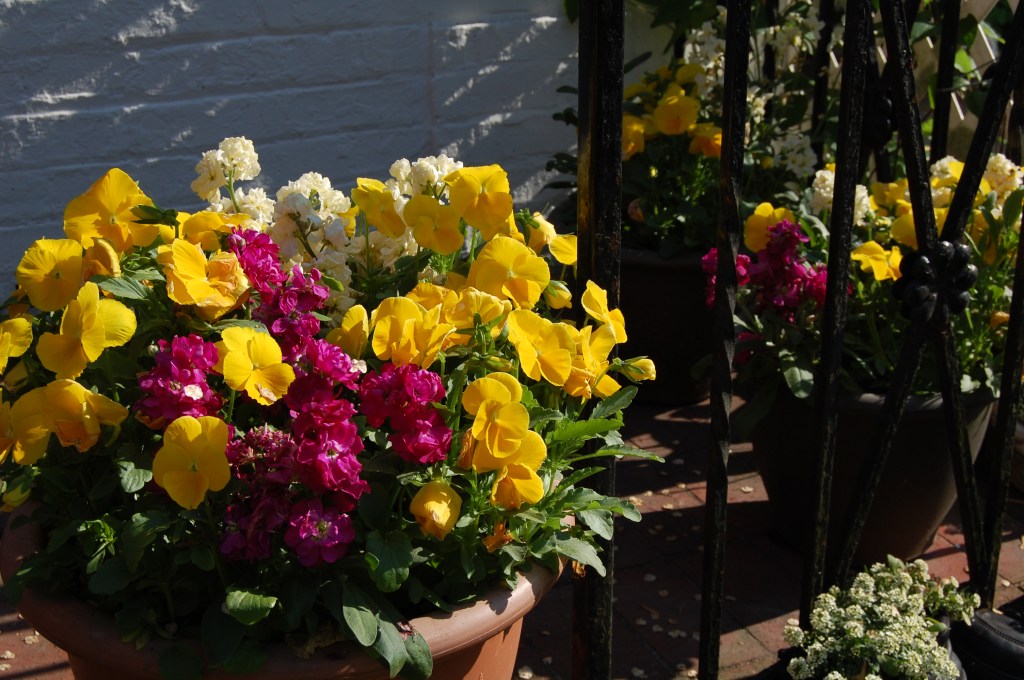 Pansies mixed with stock for fragrance.