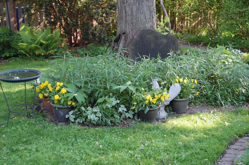 Pansies brighten up my Wild Bed at the base of the silver maple.
