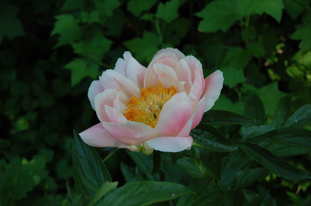 Late pink peony in the back garden, no ID.