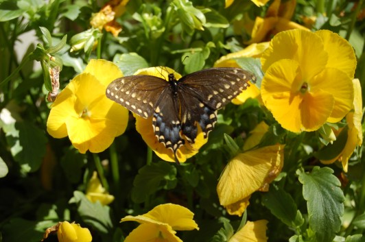 2014-06-05 11.04.18 swallowtail butterfly