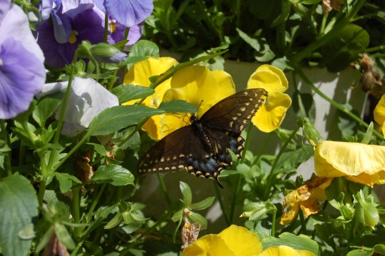 Female swallowtail butterfly nectaring on pansy.