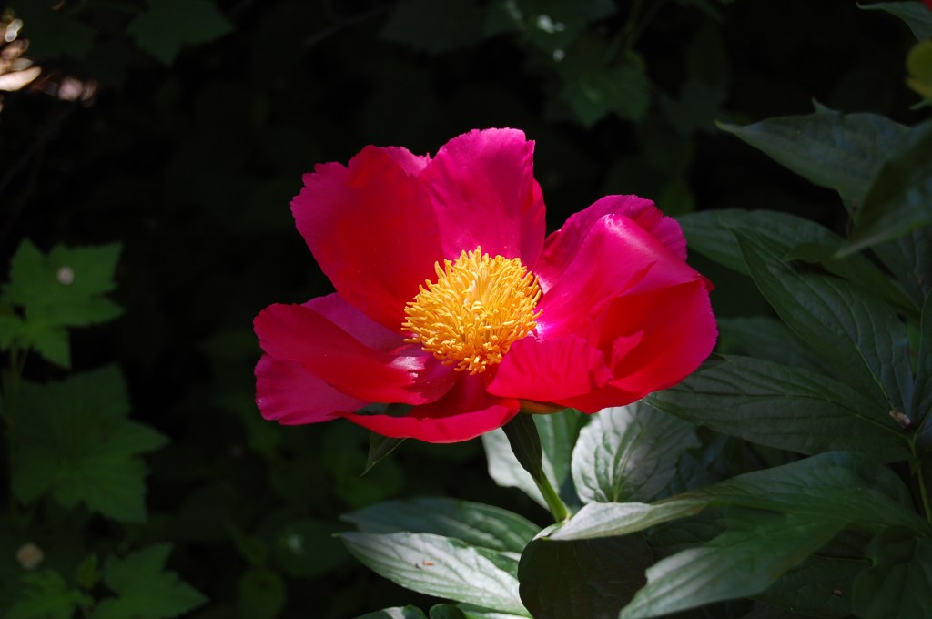 Peony 'America'