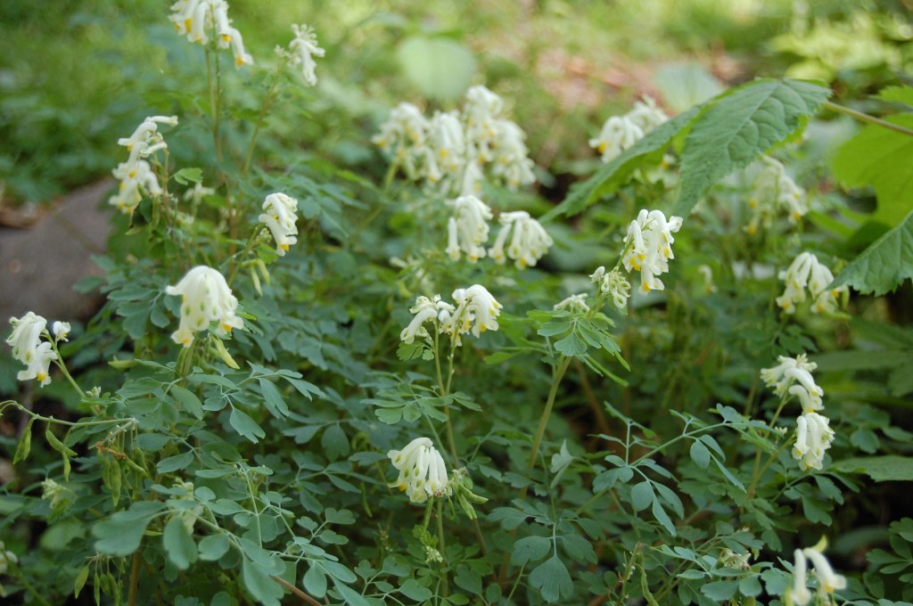 White Corydalis