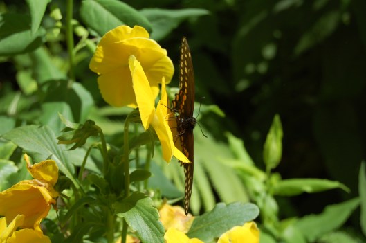 This gives you a little bit of a view of the underwing.