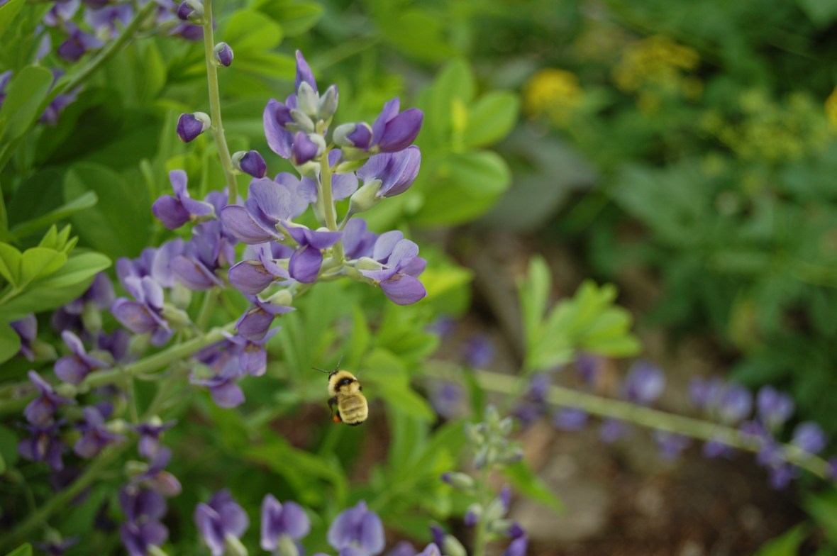2014-06-07 10.24.12 Bumble bee and baptisia