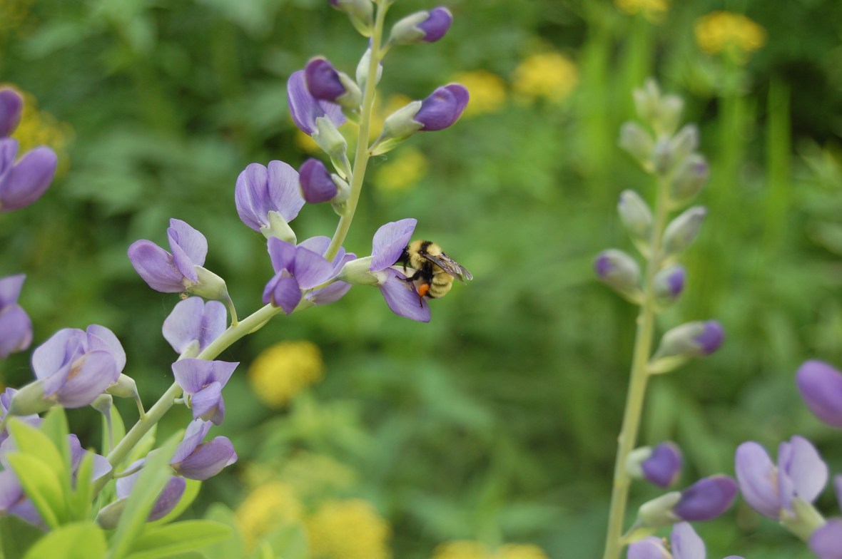 2014-06-07 10.24.36 bumble bee and baptisia