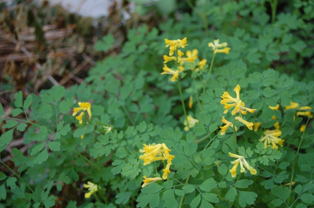 Yellow Corydalis